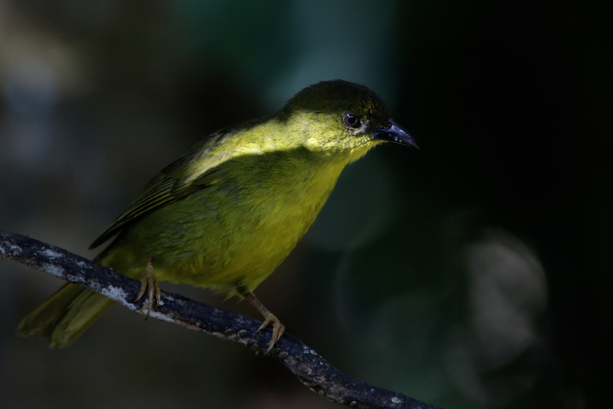 Olive-green Tanager - Richard Dunn