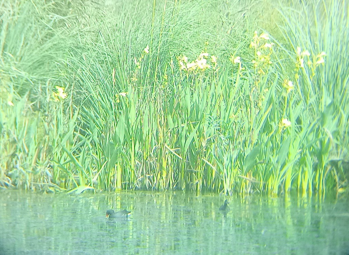 Gallinule d'Amérique - ML616832723