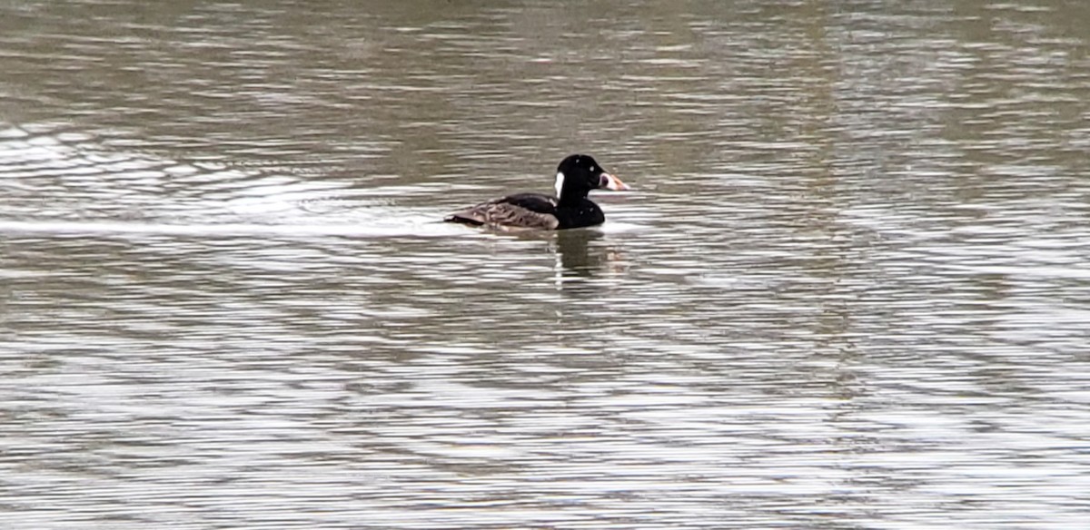 Surf Scoter - ML616832759