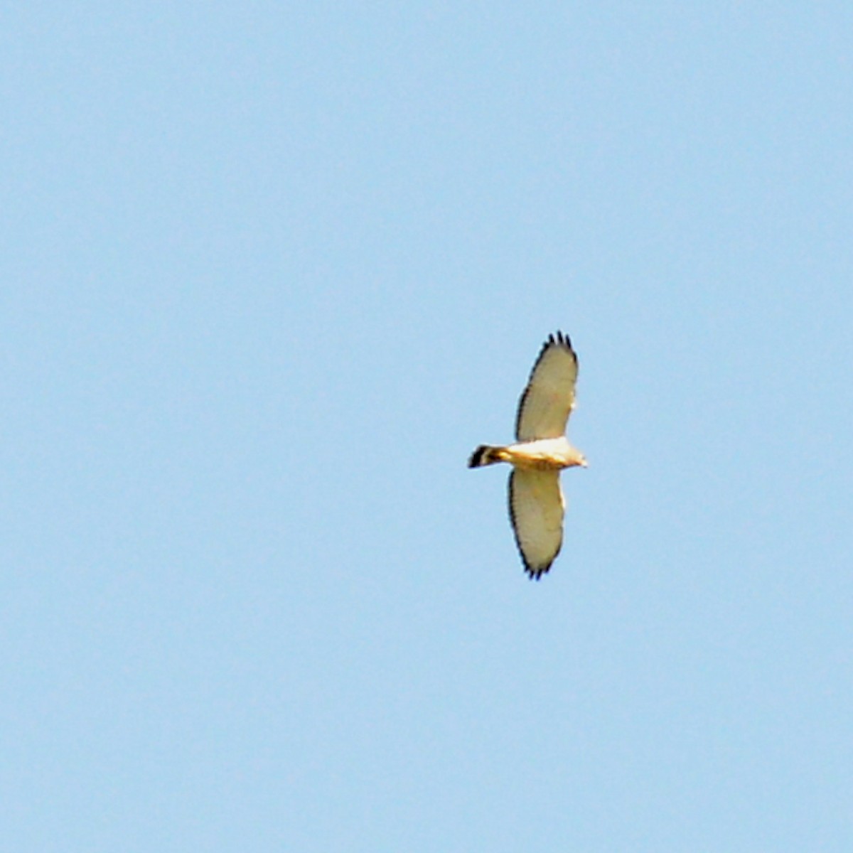 Broad-winged Hawk - T Reed