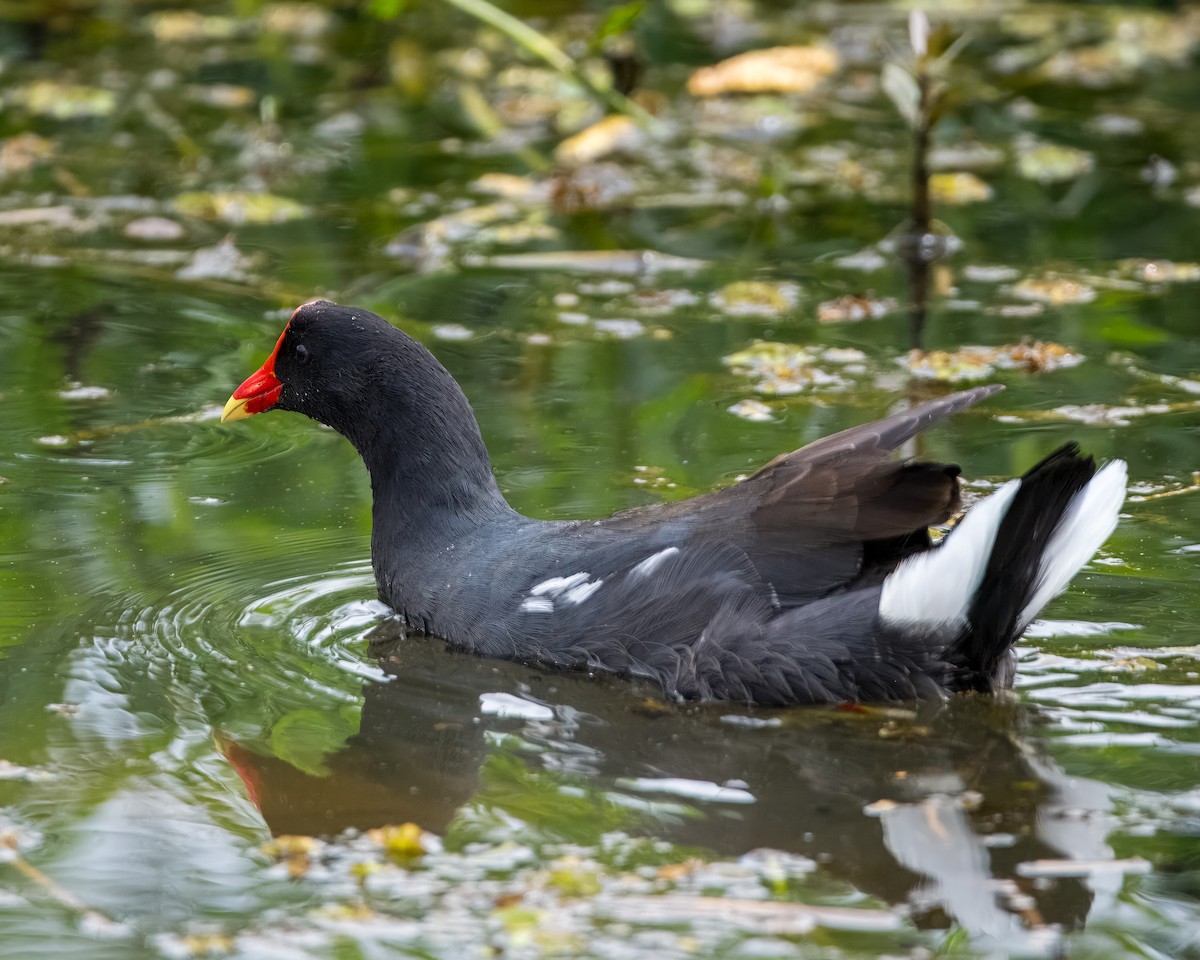 Common Gallinule - ML616832804