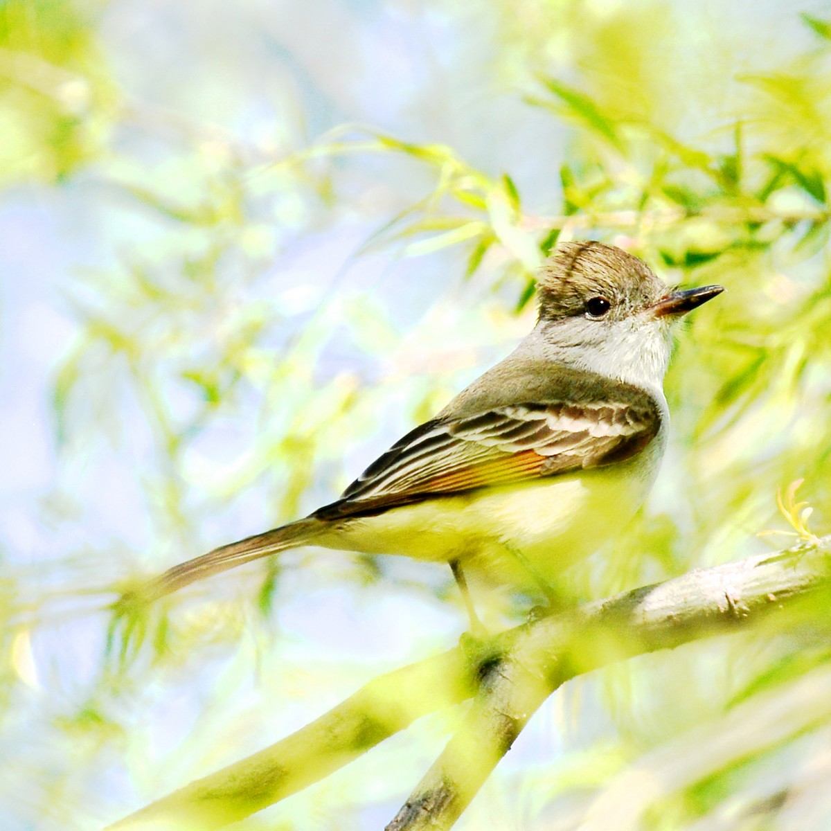 Ash-throated Flycatcher - T Reed