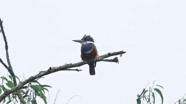 Ringed Kingfisher - ML616832816