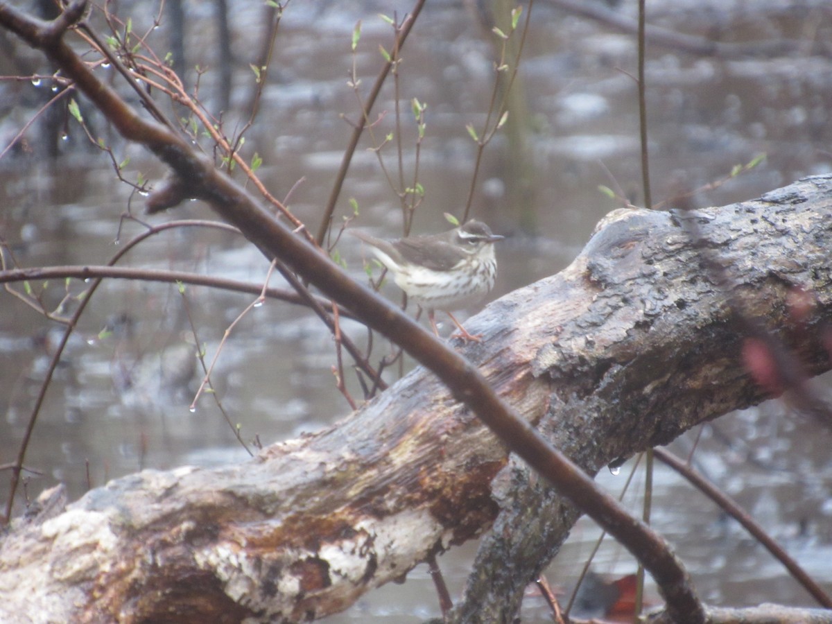 Louisiana Waterthrush - John Coyle