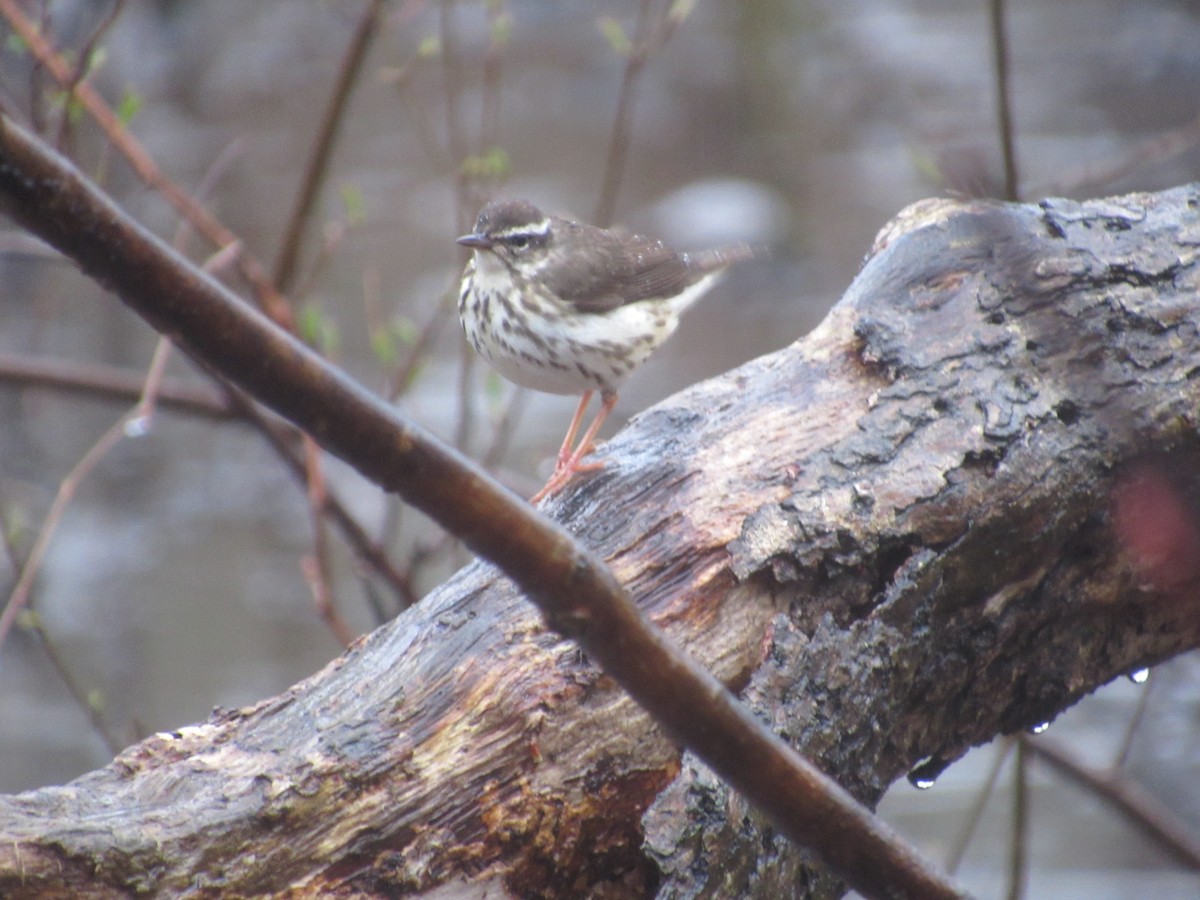 Louisiana Waterthrush - ML616832820