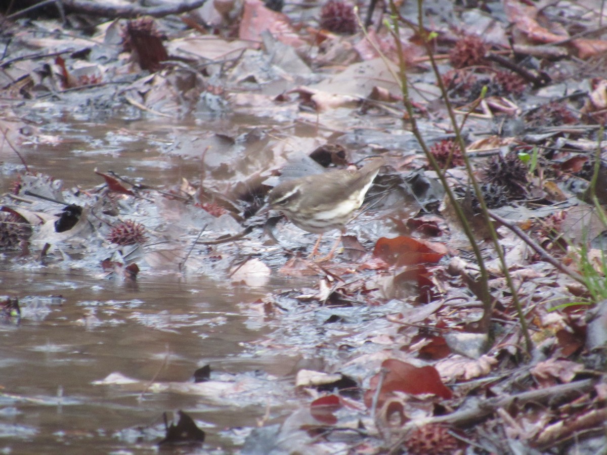 Louisiana Waterthrush - ML616832822