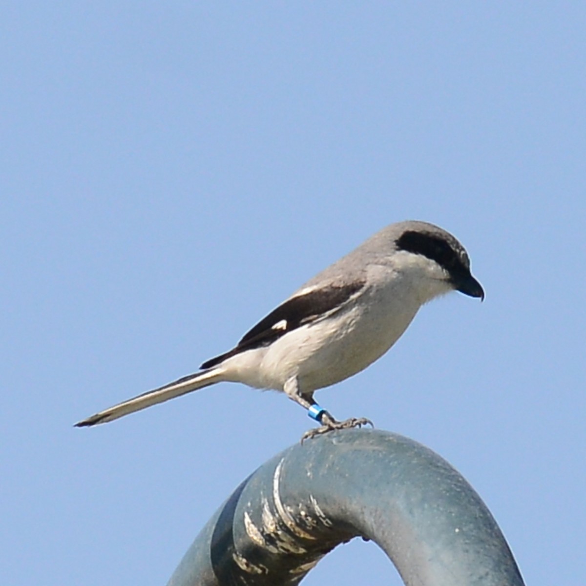 Loggerhead Shrike - T Reed