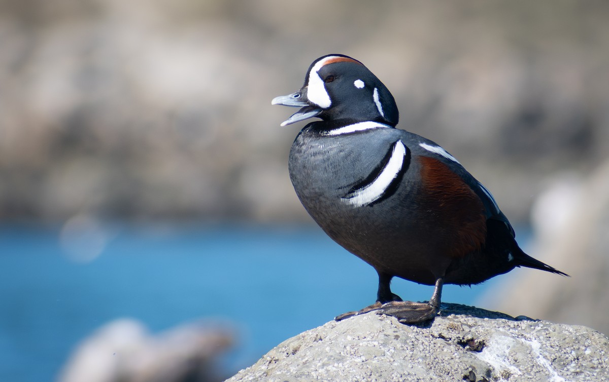 Harlequin Duck - ML616832860