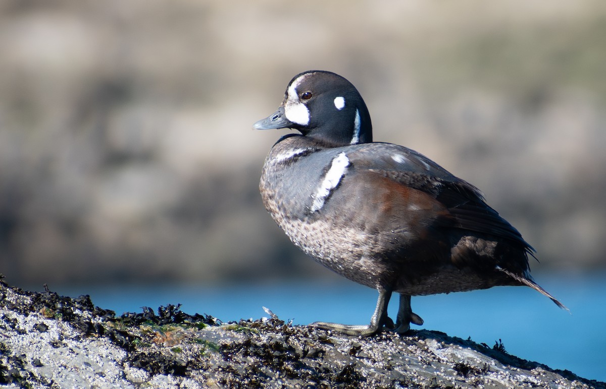 Harlequin Duck - ML616832861