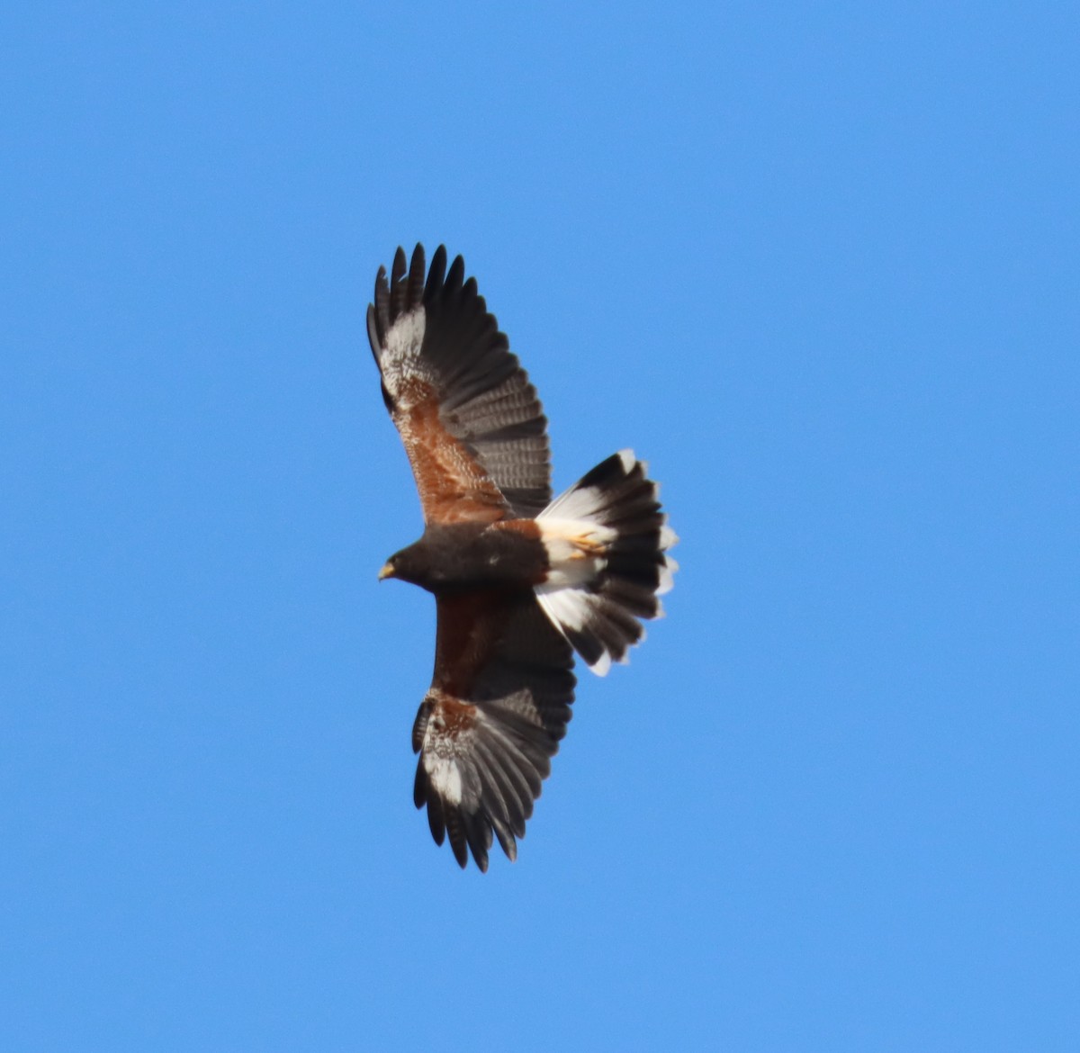 Harris's Hawk - ML616832874