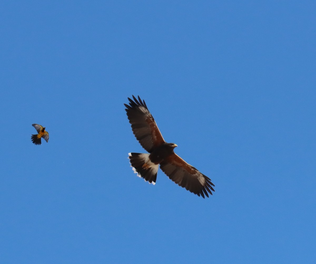 Harris's Hawk - ML616832878