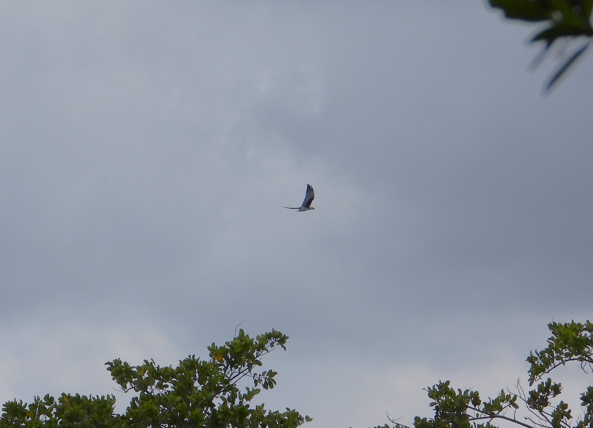 Шуляк ластівкохвостий - ML616832884