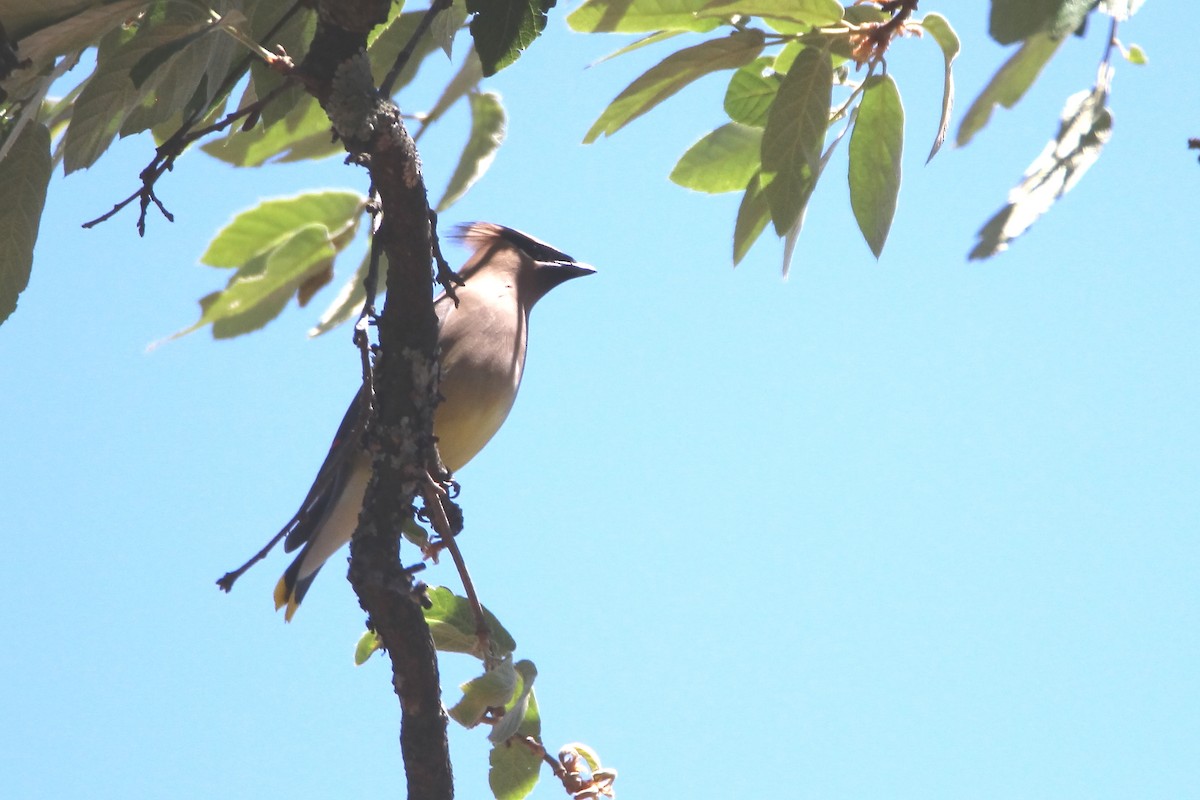 Cedar Waxwing - ML616832886