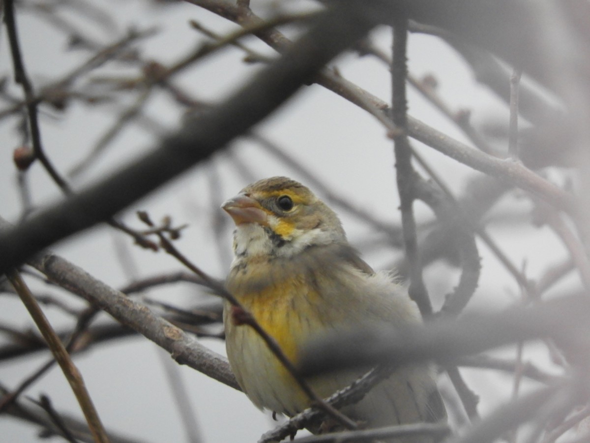Dickcissel - ML616832892