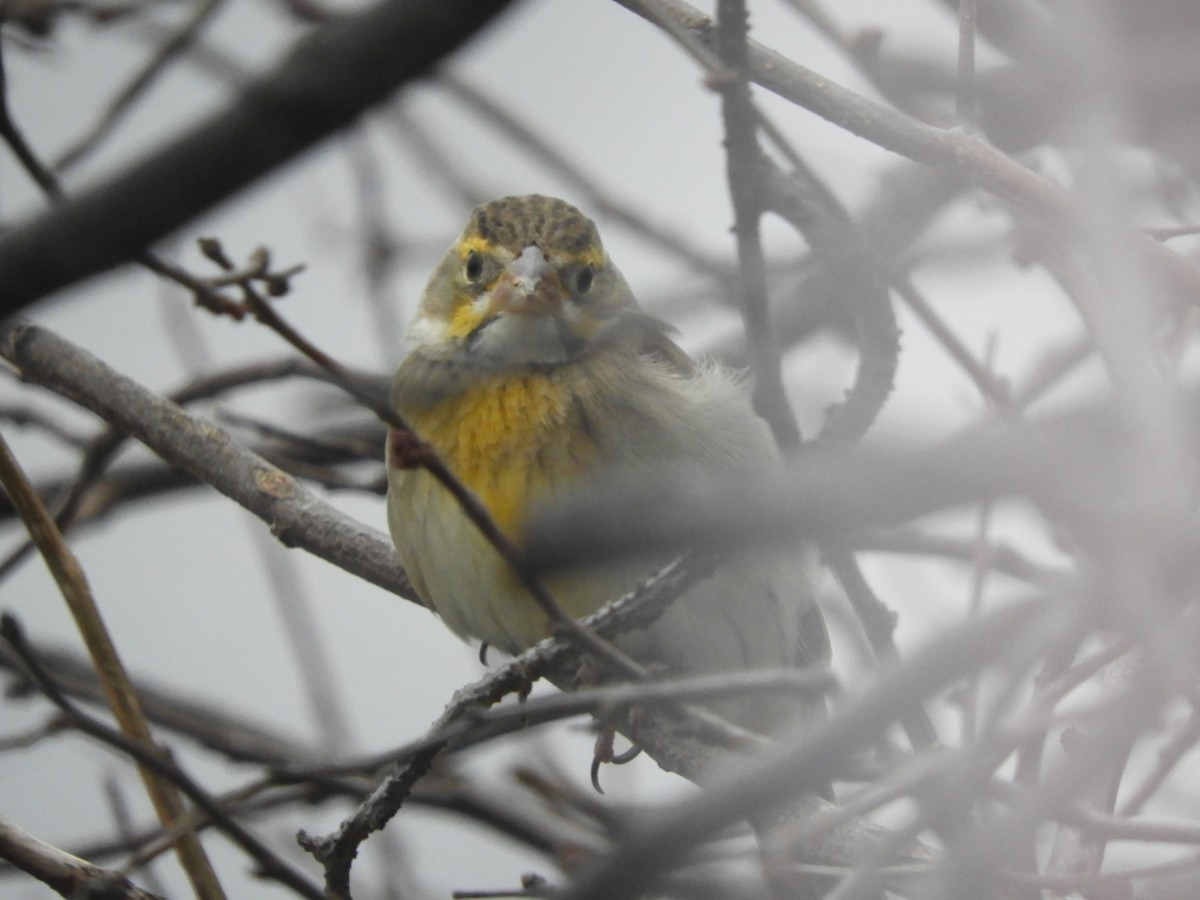 Dickcissel - ML616832906