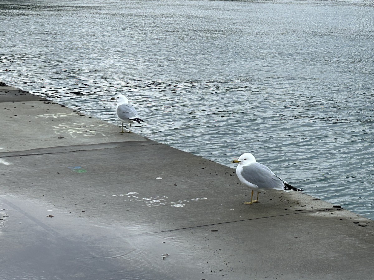 Ring-billed Gull - ML616833068