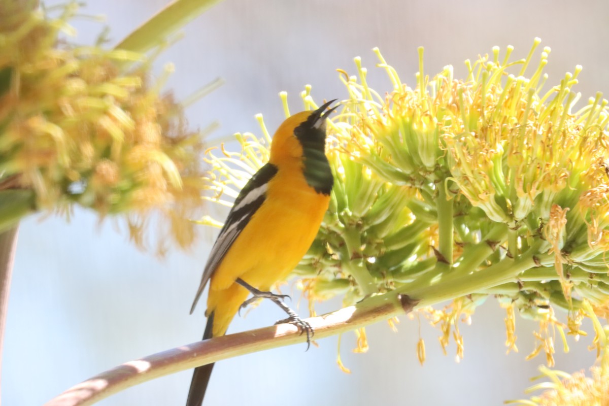 Hooded Oriole - ML616833078