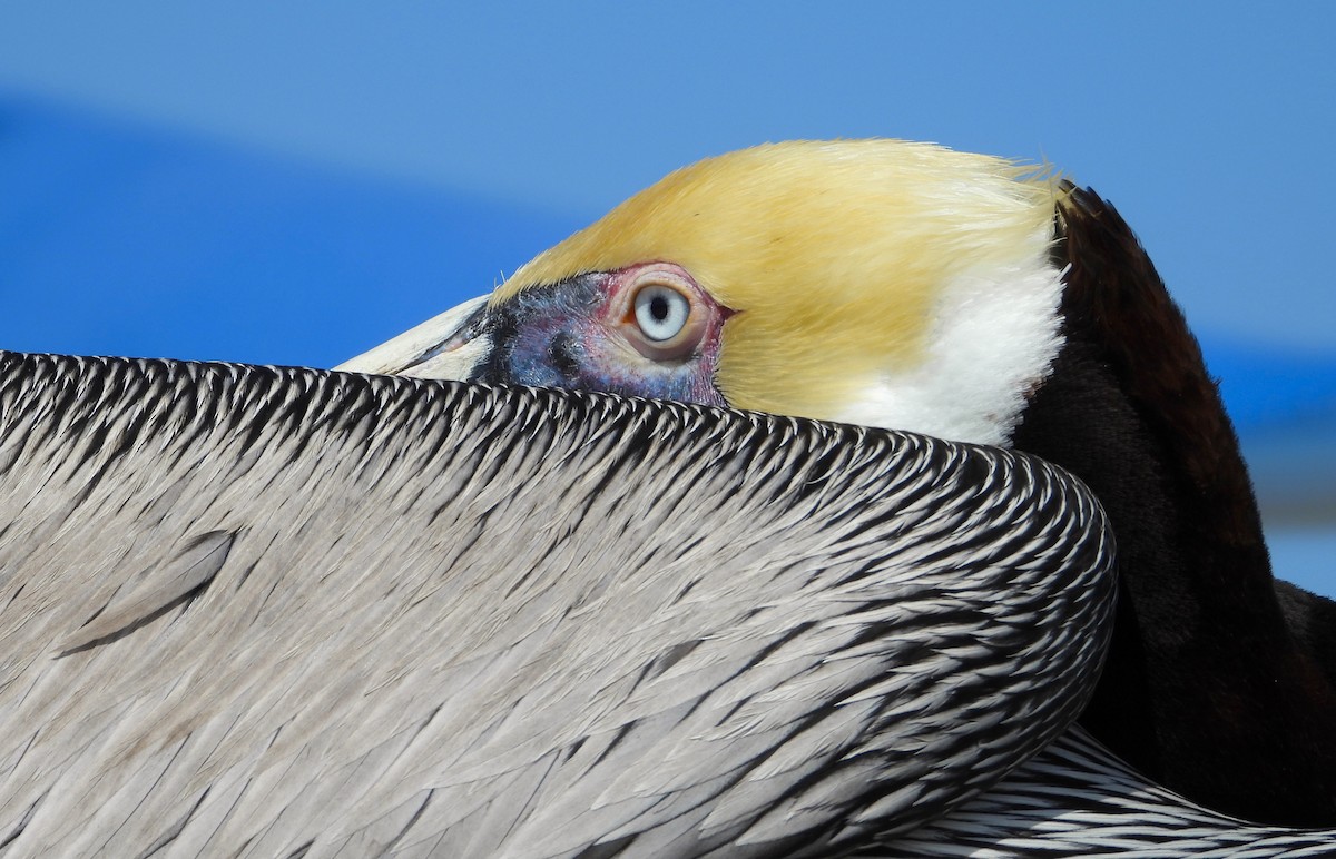 Brown Pelican - ML616833088