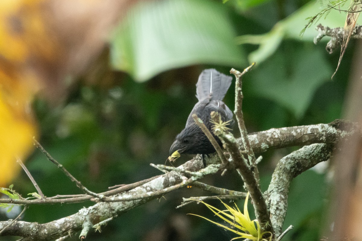 Groove-billed Ani - ML616833119