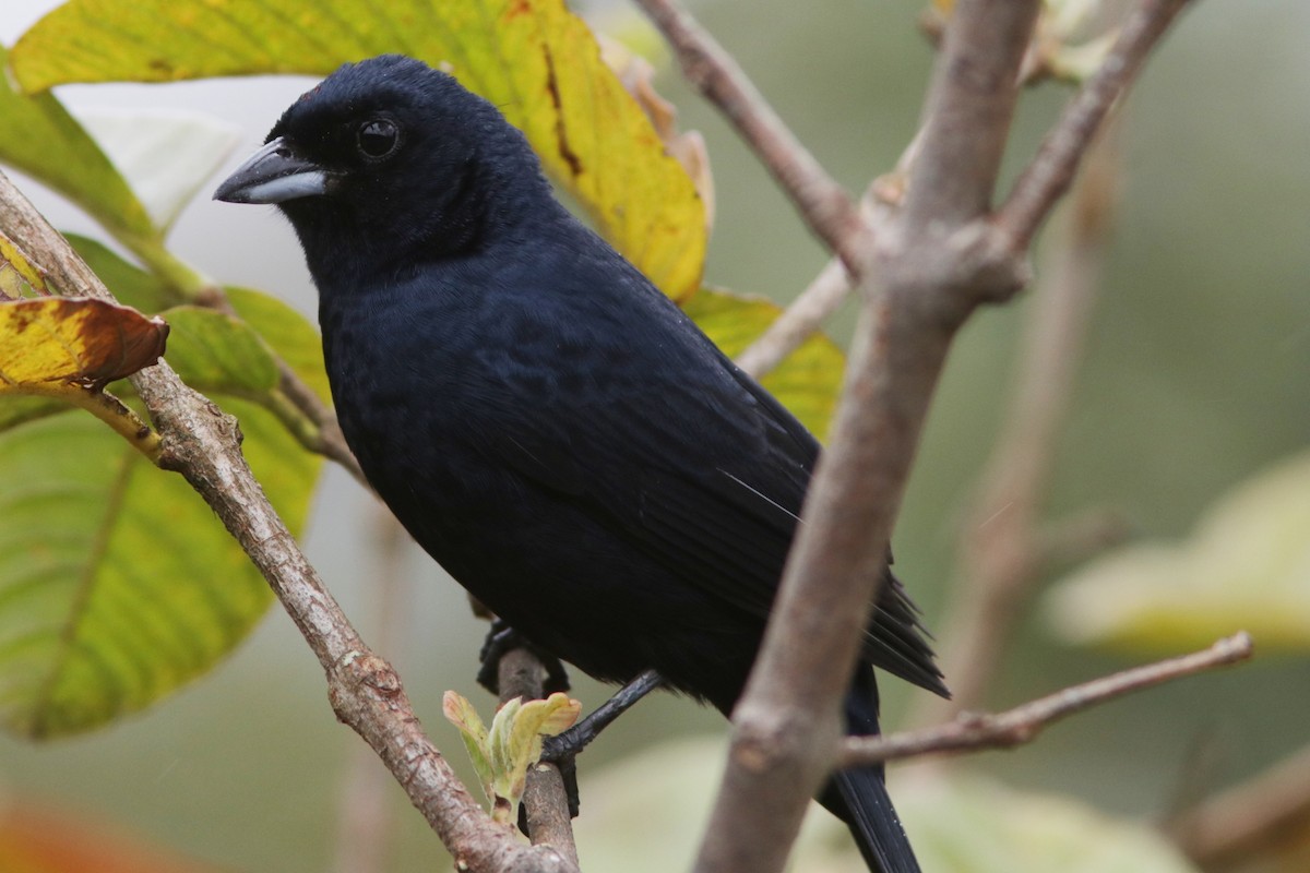 Ruby-crowned Tanager - ML616833130