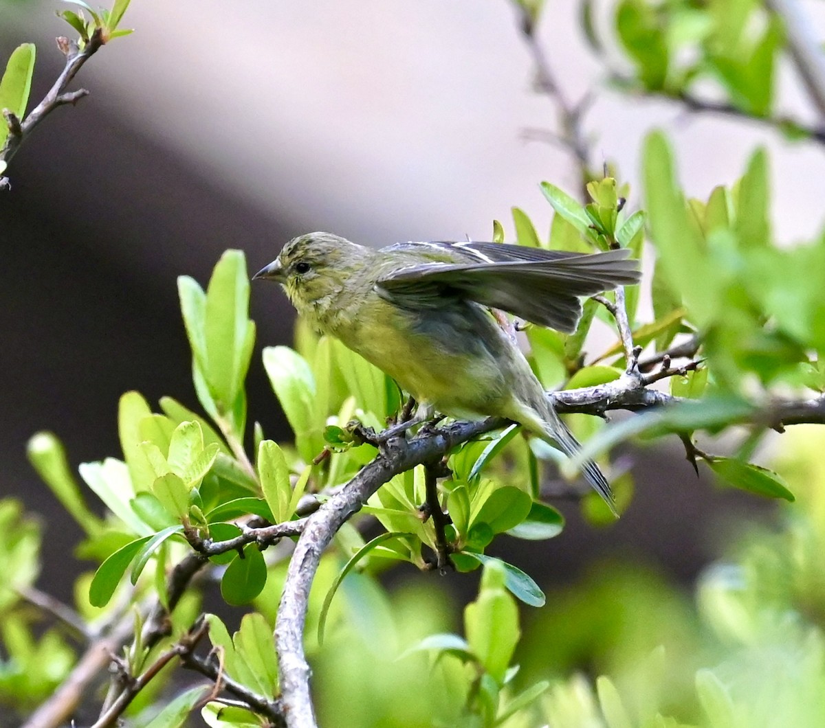 Lesser Goldfinch - ML616833136