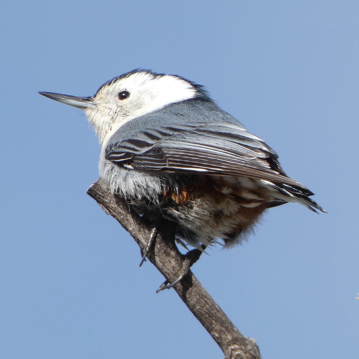 White-breasted Nuthatch - ML616833146