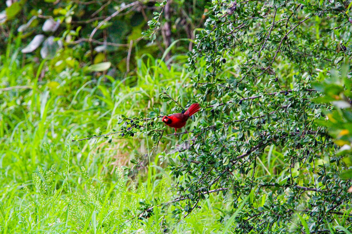 Northern Cardinal - Riley H