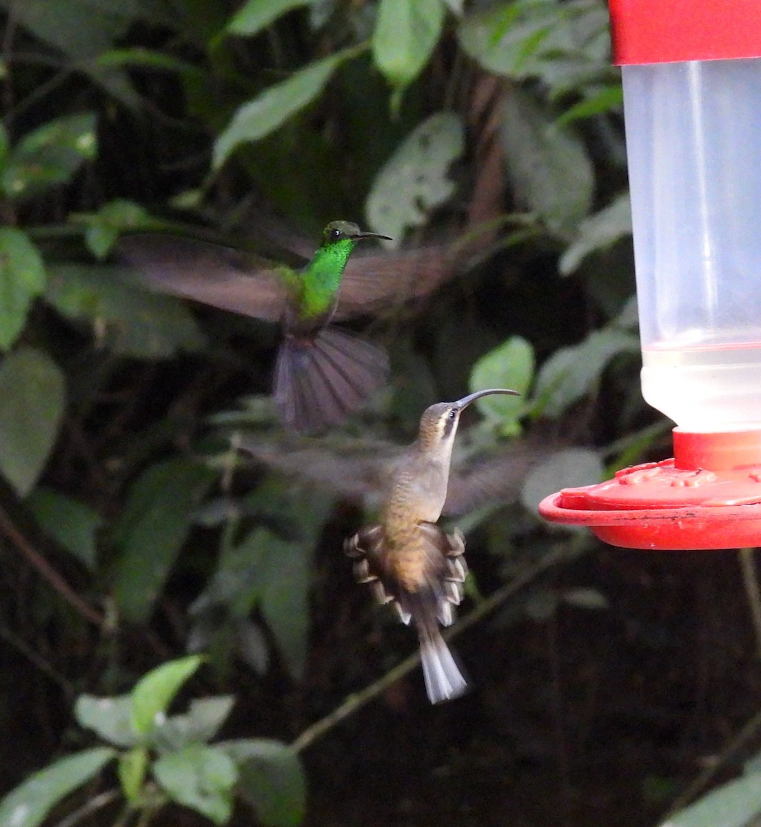 Long-billed Hermit - ML616833168