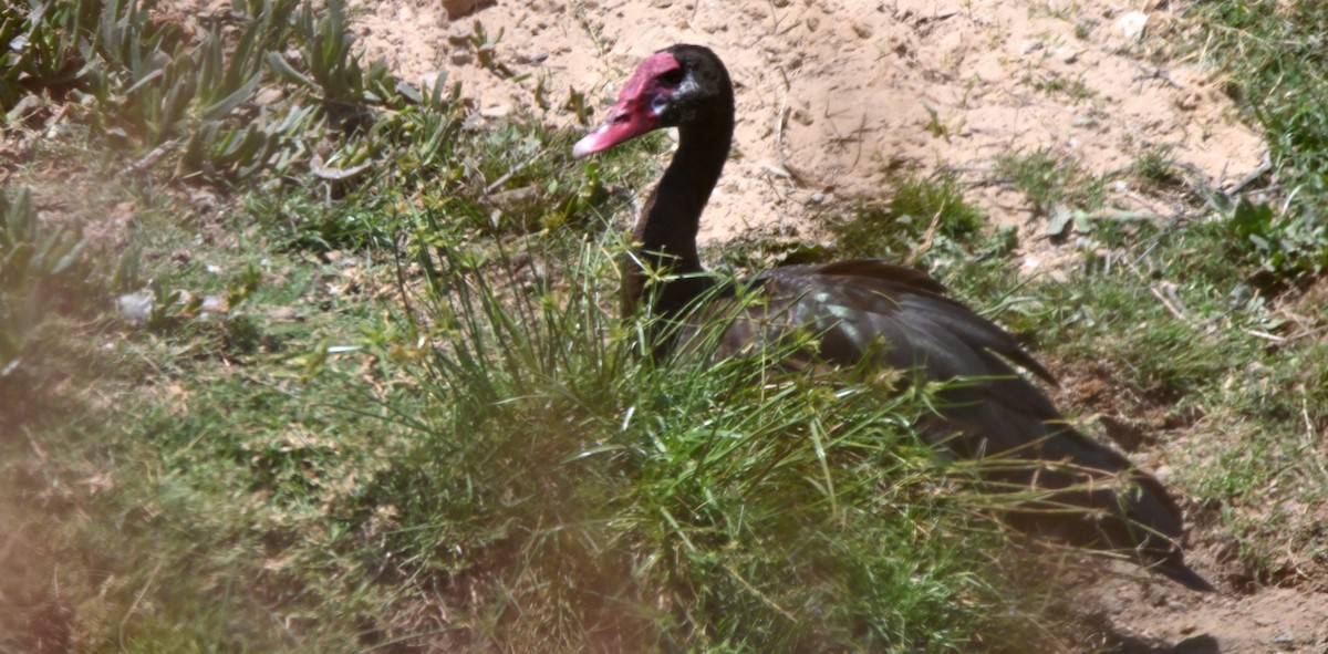 Spur-winged Goose - ML616833179