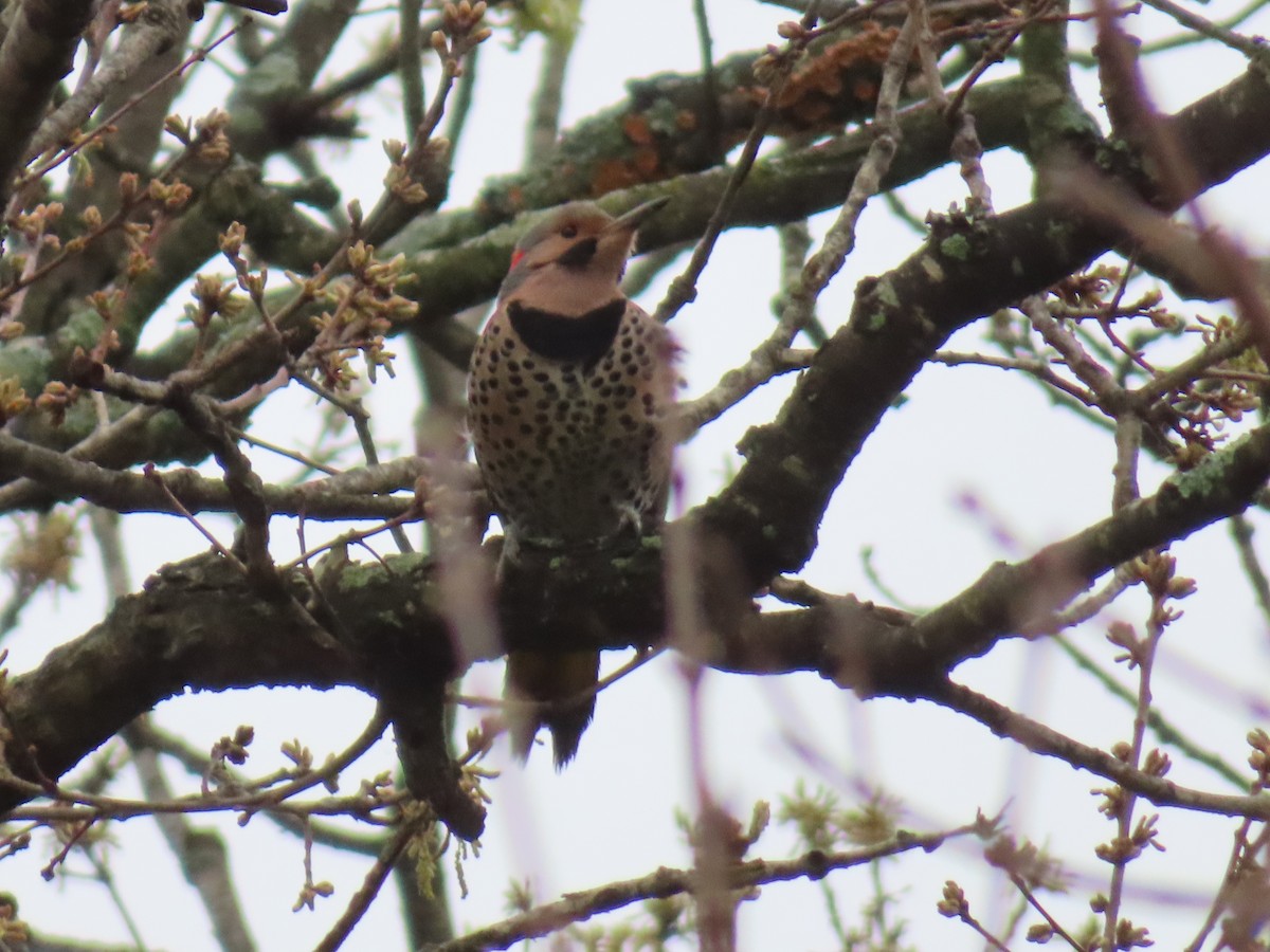 Northern Flicker - ML616833189