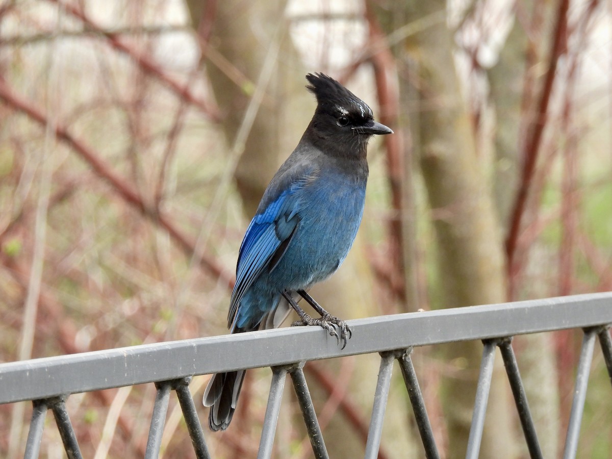 Steller's Jay - ML616833204