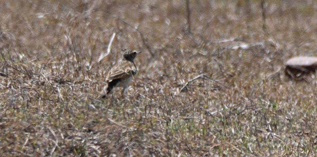 African Pipit - ML616833222