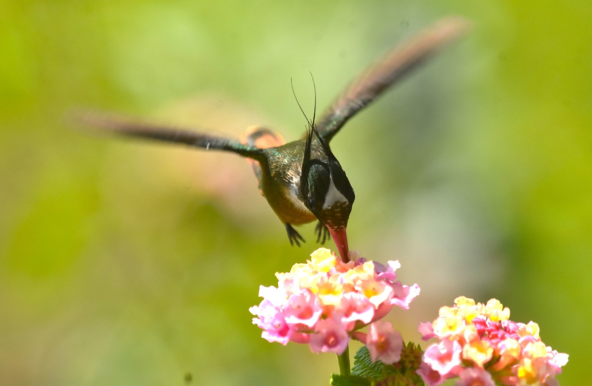 White-crested Coquette - Rodolfo Dodero