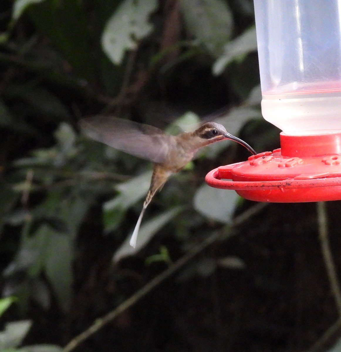 Long-billed Hermit - ML616833267