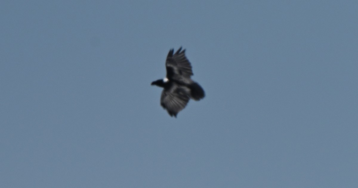 White-necked Raven - ML616833309