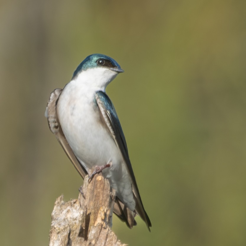 Tree Swallow - ML616833330