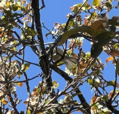 Bushtit - Brandi Steuer