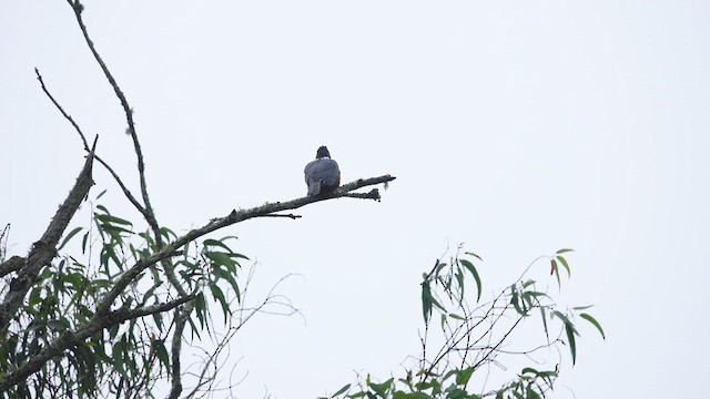 Ringed Kingfisher - ML616833345