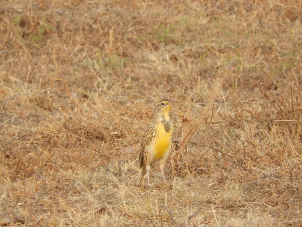 Western Meadowlark - ML616833378