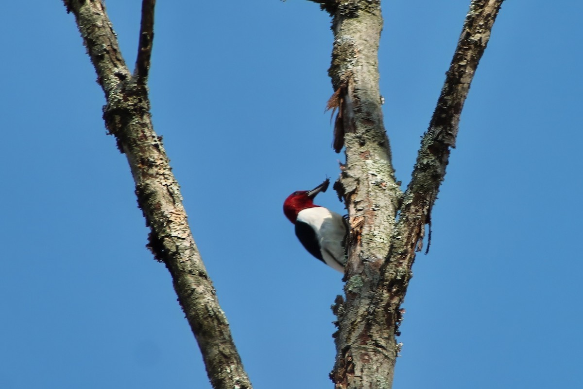 Red-headed Woodpecker - ML616833386