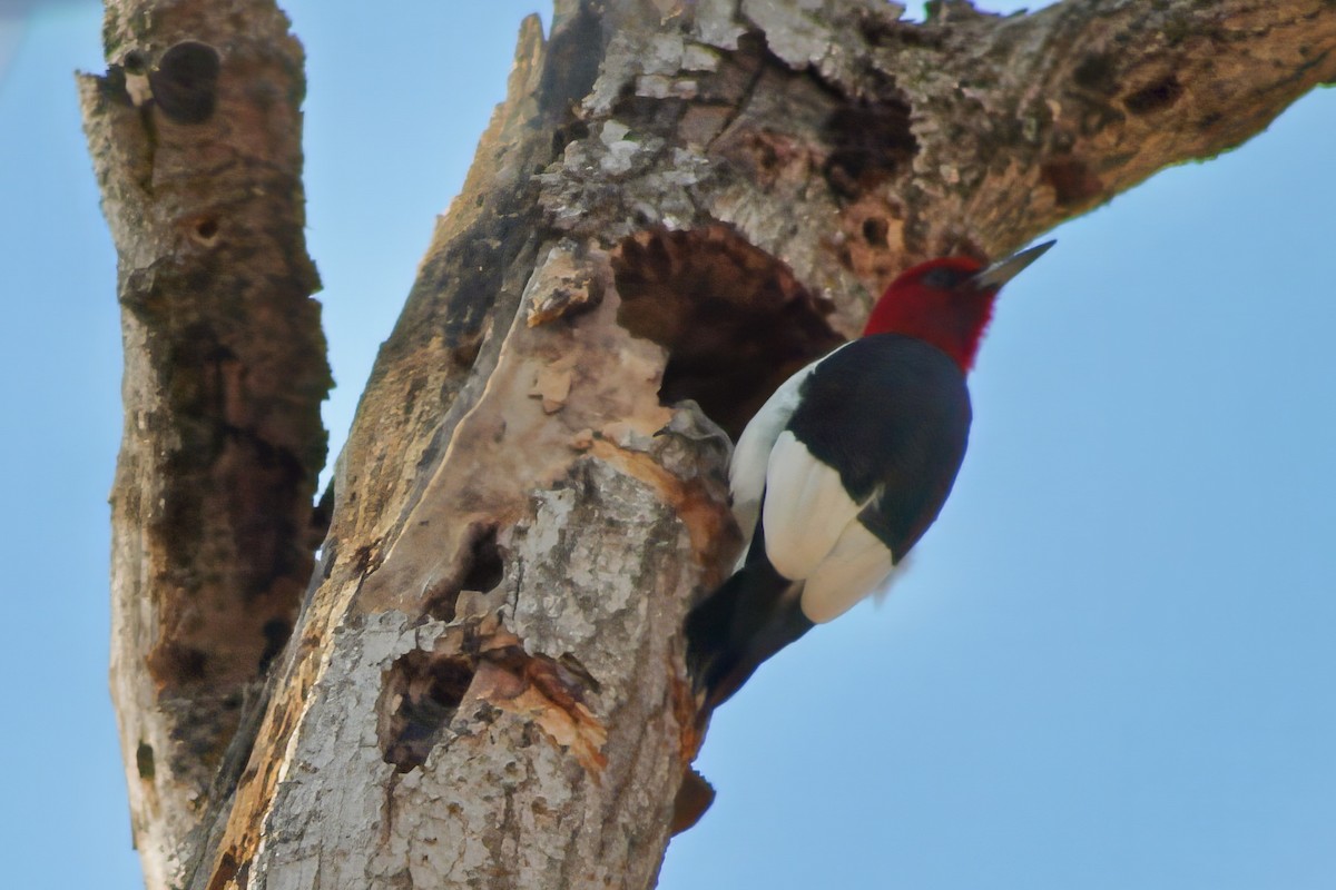Red-headed Woodpecker - ML616833387