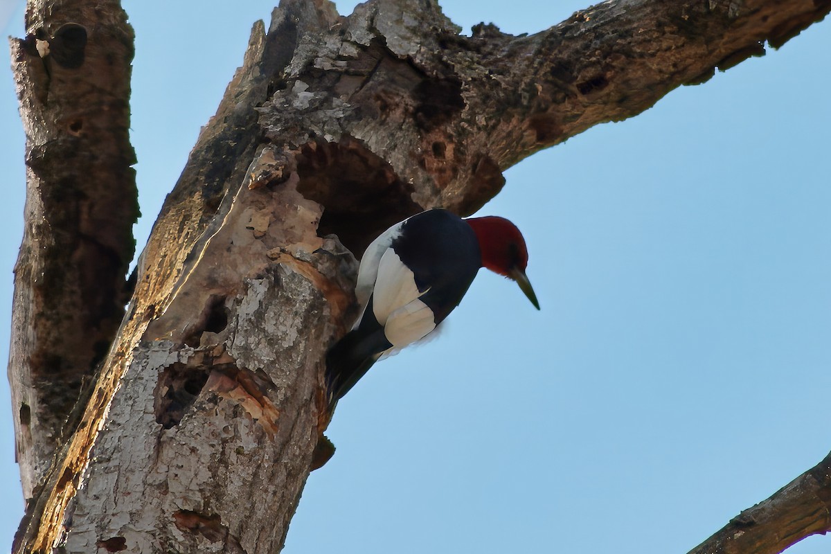 Red-headed Woodpecker - ML616833388
