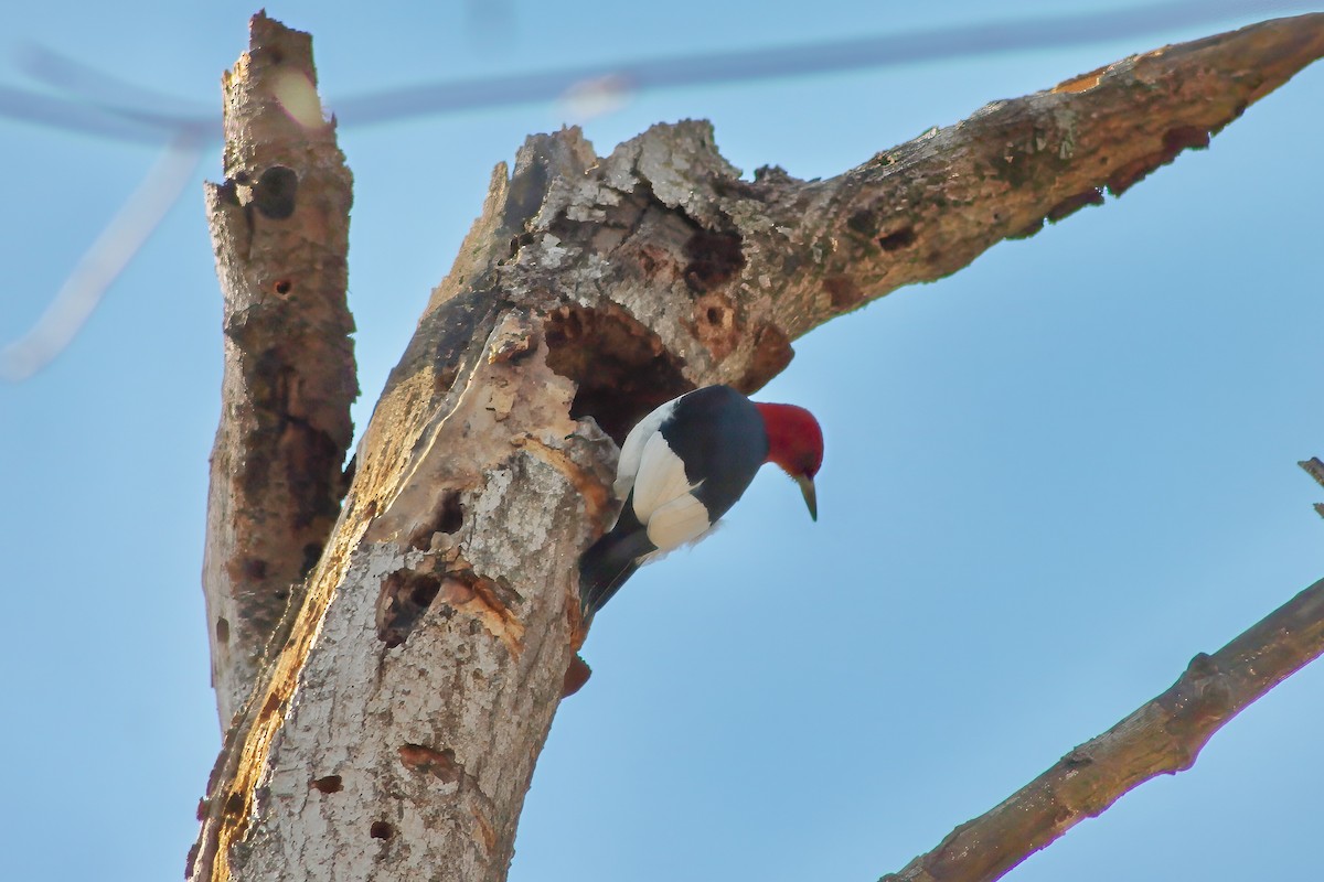 Red-headed Woodpecker - ML616833390