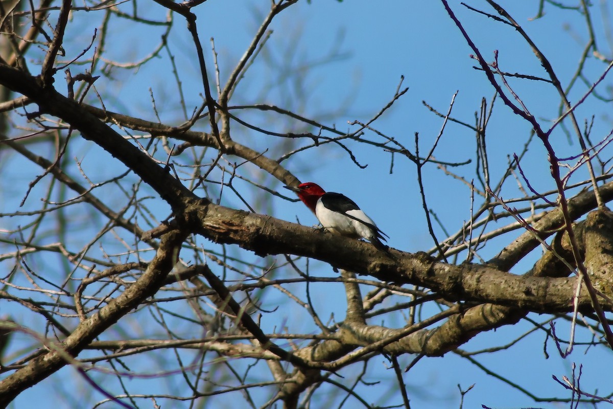 Red-headed Woodpecker - ML616833391