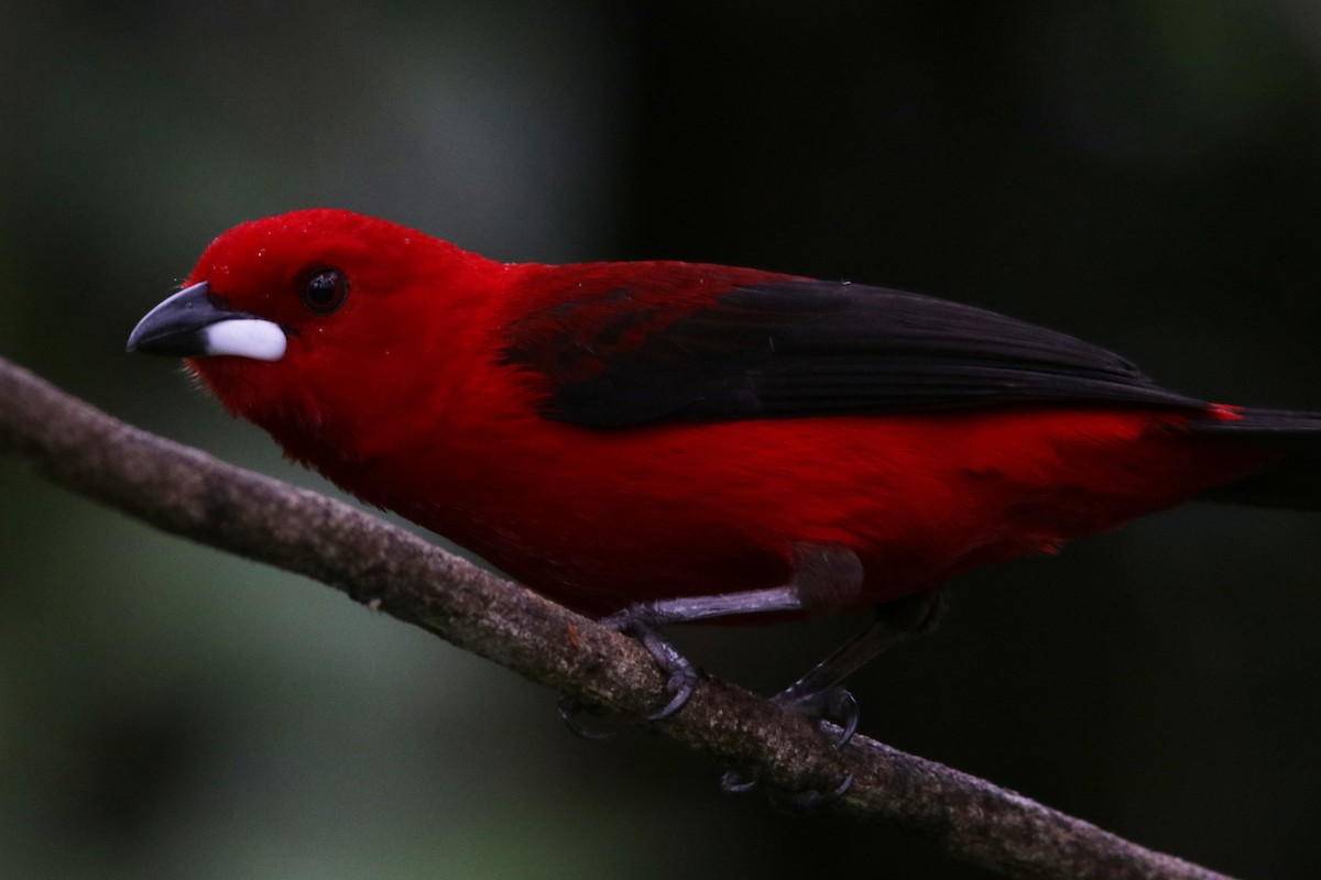 Brazilian Tanager - Richard Dunn