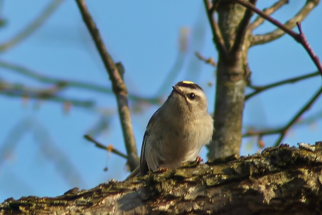 Golden-crowned Kinglet - Michael Mays