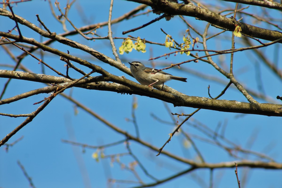 Golden-crowned Kinglet - ML616833422