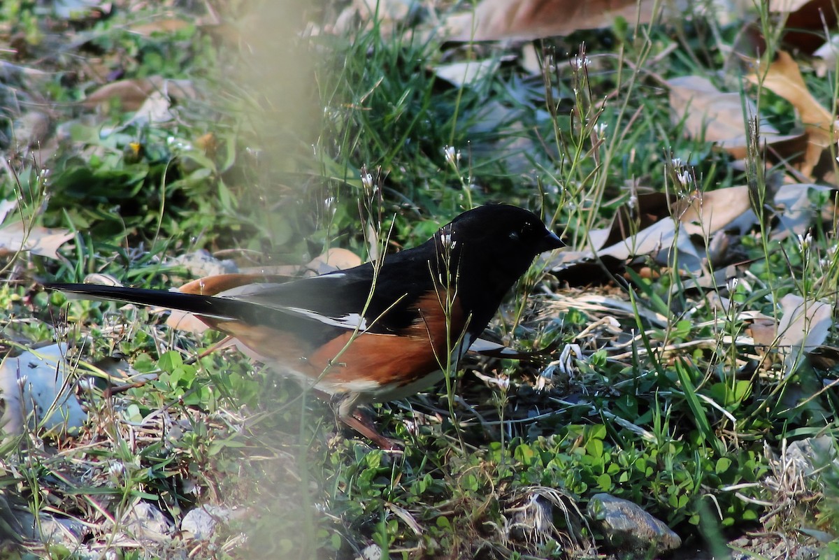 Eastern Towhee - ML616833488