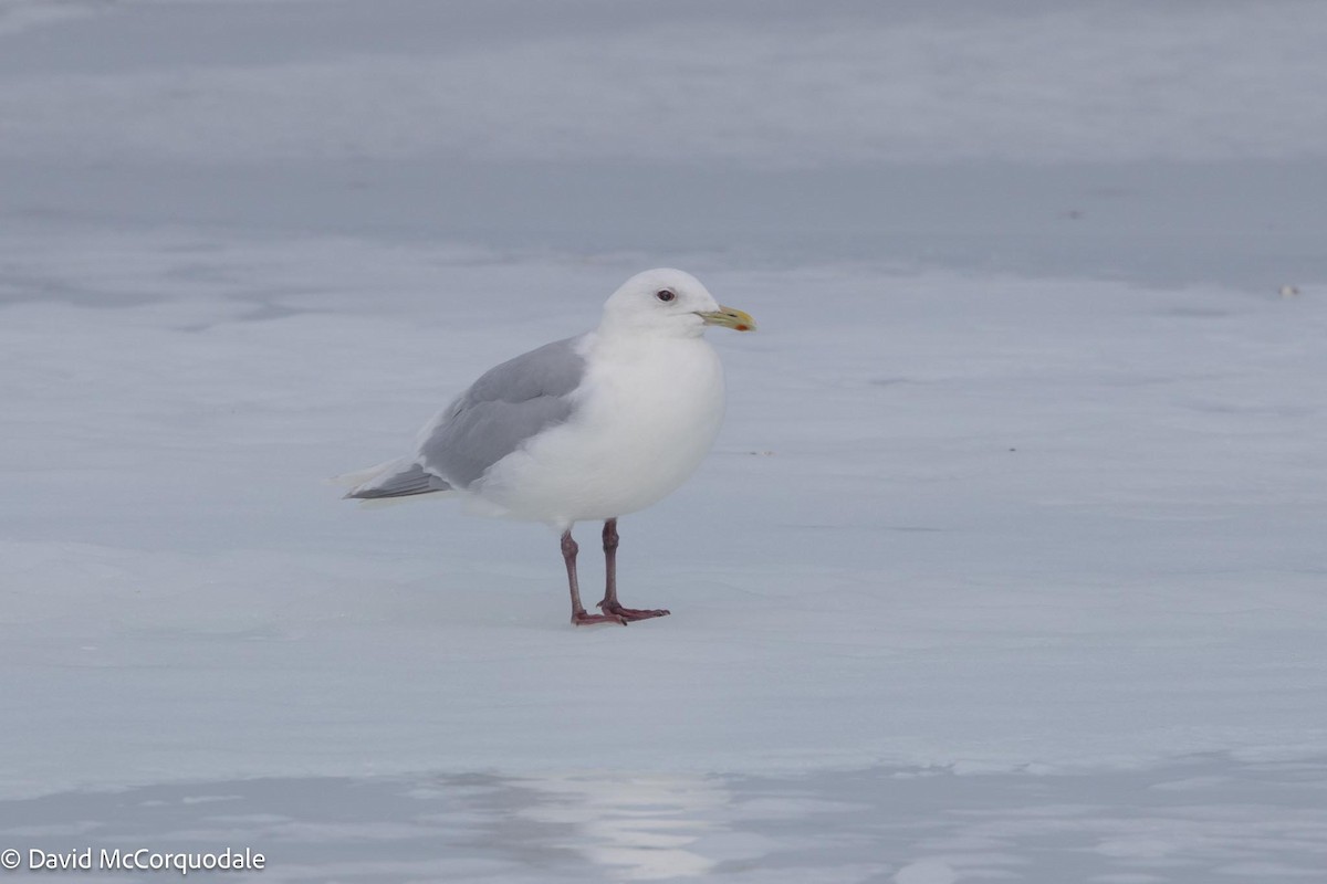 Iceland Gull (kumlieni) - ML616833493