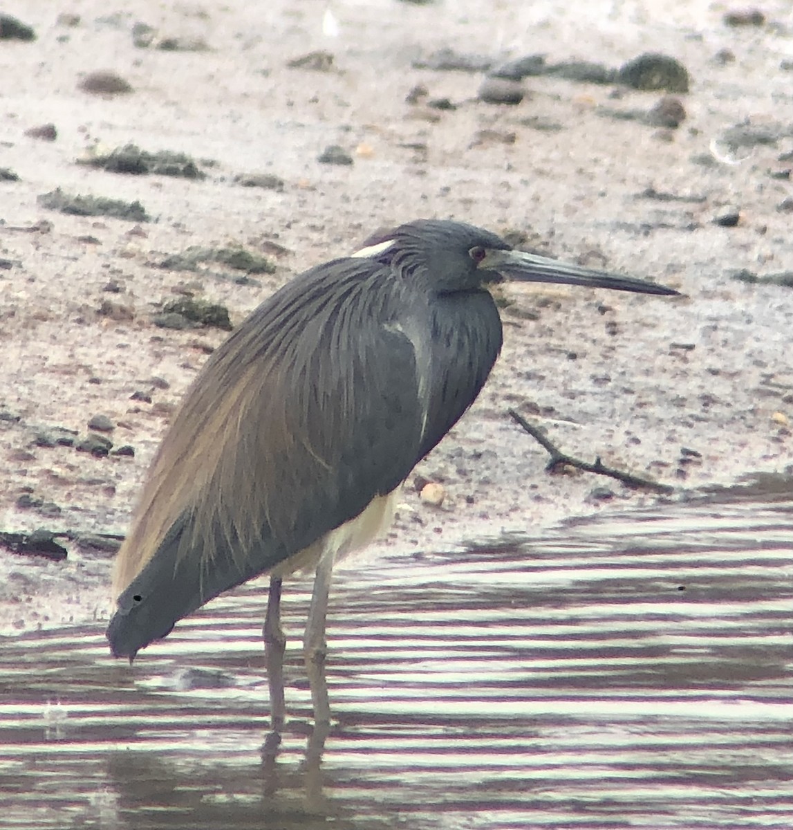 Tricolored Heron - ML616833502